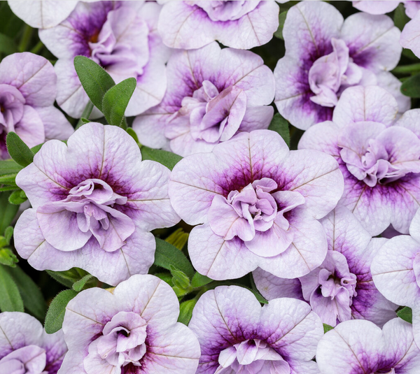 10" Calibrachoa Hanging Basket