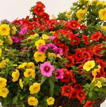 10" Calibrachoa Hanging Basket