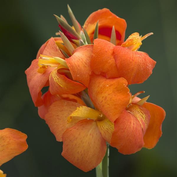 4" Canna