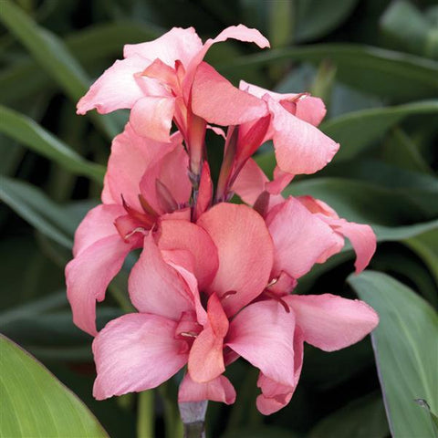 4" Canna