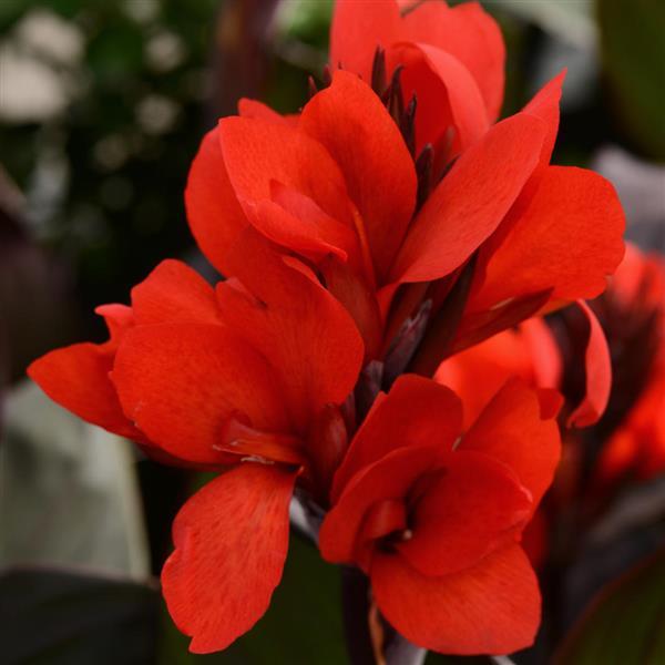 4" Canna