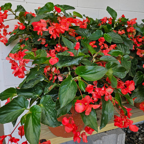 10" Dragonwing Begonia Pot