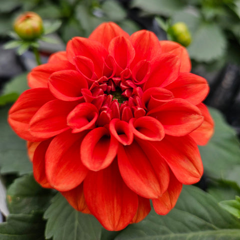 4" Annual - Dahlia