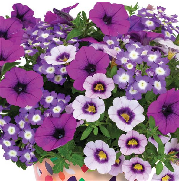 10" Mixed Hanging Baskets