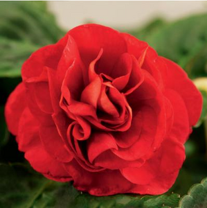 4" Annual - Double Impatiens