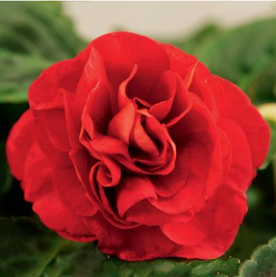 4" Annual - Double Impatiens
