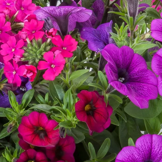10" Mixed Hanging Baskets