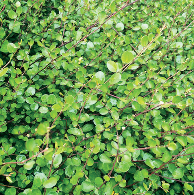 4" Annual - Muehlenbeckia (Wire Vine)