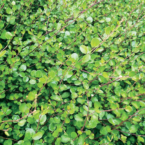4" Annual - Muehlenbeckia (Wire Vine)