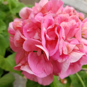 Patio Geranium