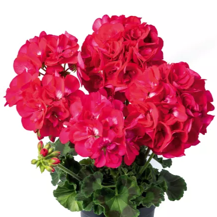 Patio Geranium