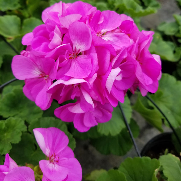 4" Annual - Geranium