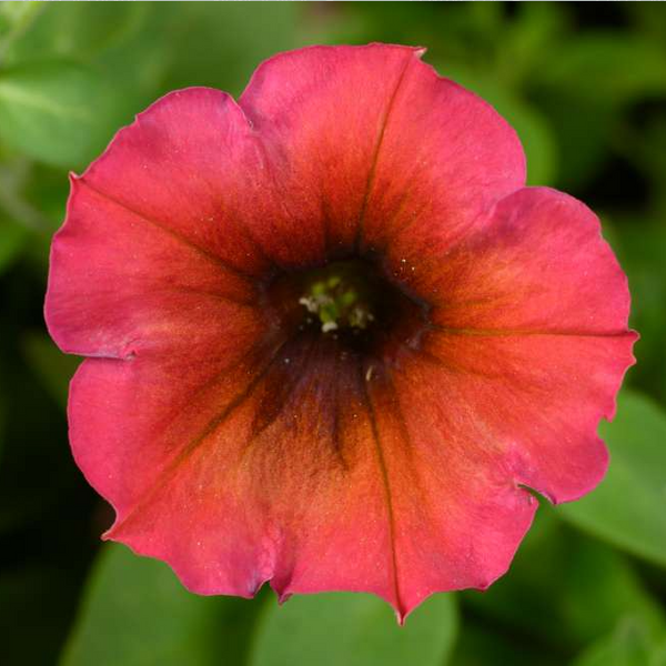 10" Petunia Hanging Basket