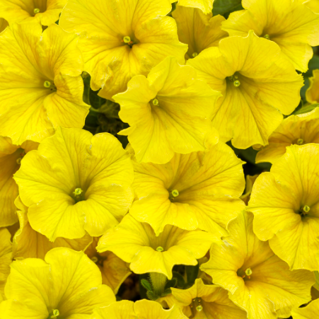 4" Annual - Petunias (non-wave)