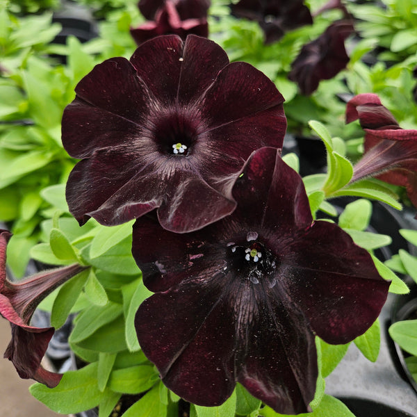 4" Annual - Petunias (non-wave)