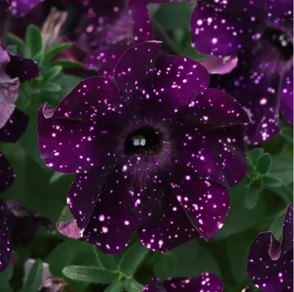 10" Petunia Hanging Basket