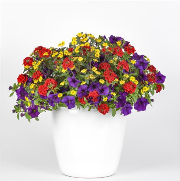 12" Mixed Hanging Baskets