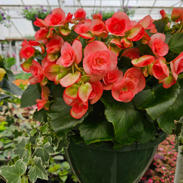 10" Reiger Begonia Hanging Basket