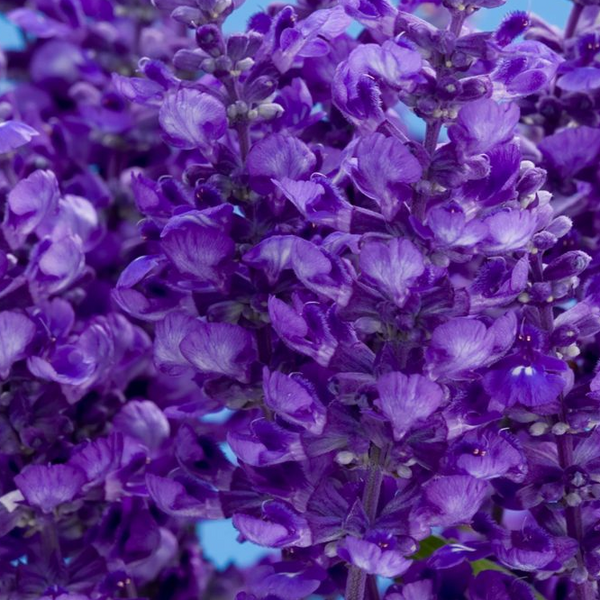 4" Annual - Salvia