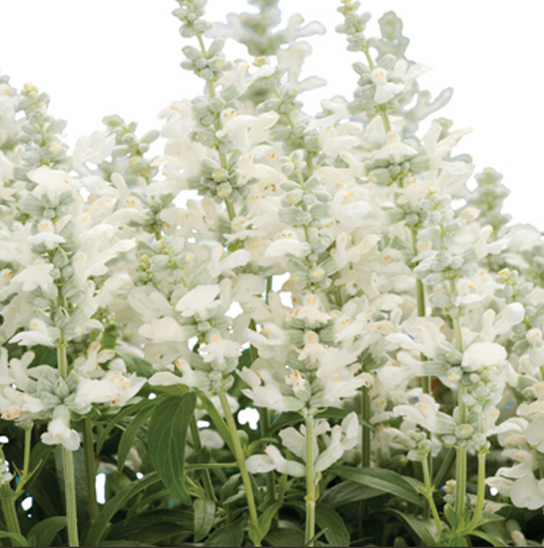 4" Annual - Salvia