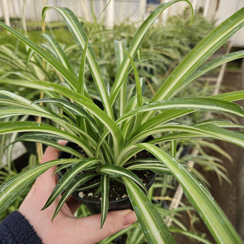 4" Spider Plant