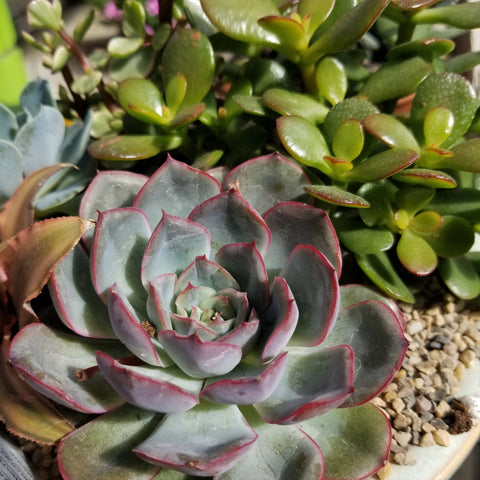 4" Succulent (Yellow tag)