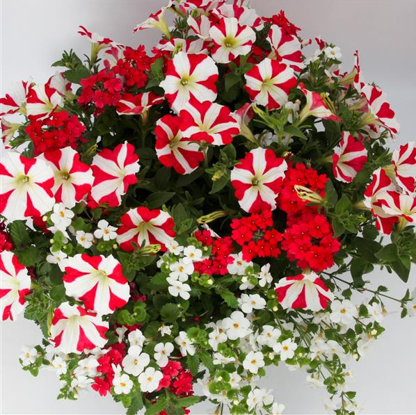 12" Mixed Hanging Baskets
