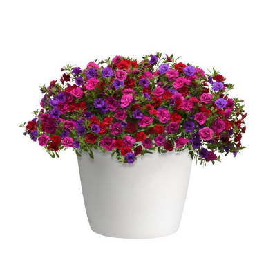 10" Calibrachoa Hanging Basket
