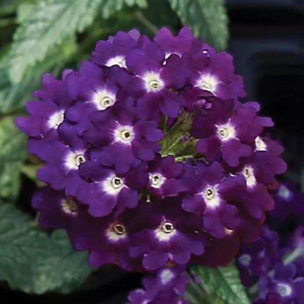 4" Annual - Verbena