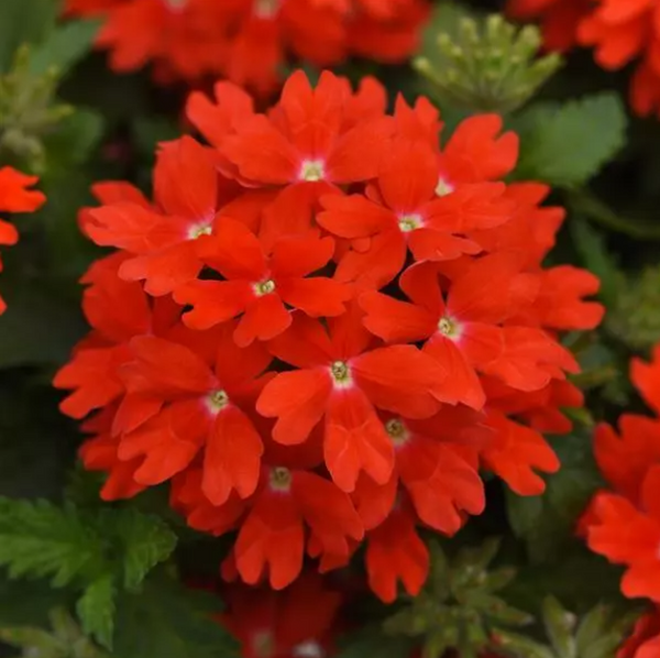 4" Annual - Verbena