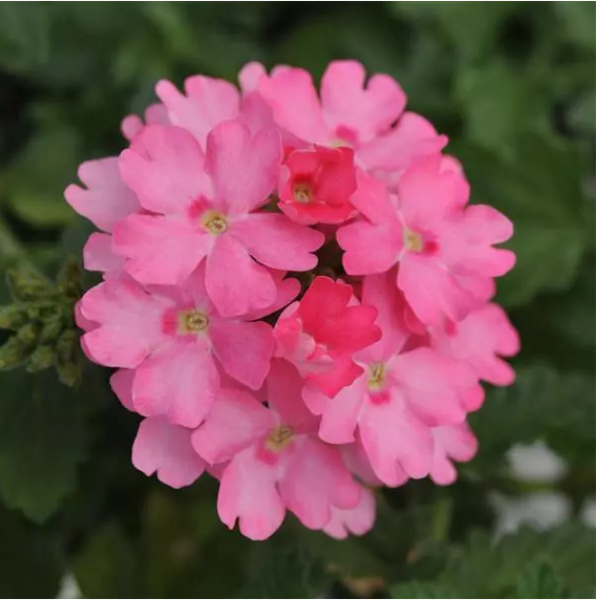 4" Annual - Verbena