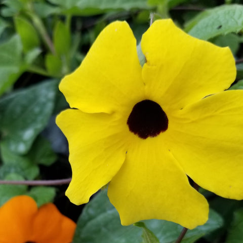 4" Annual - Black-eyed Susan Vine