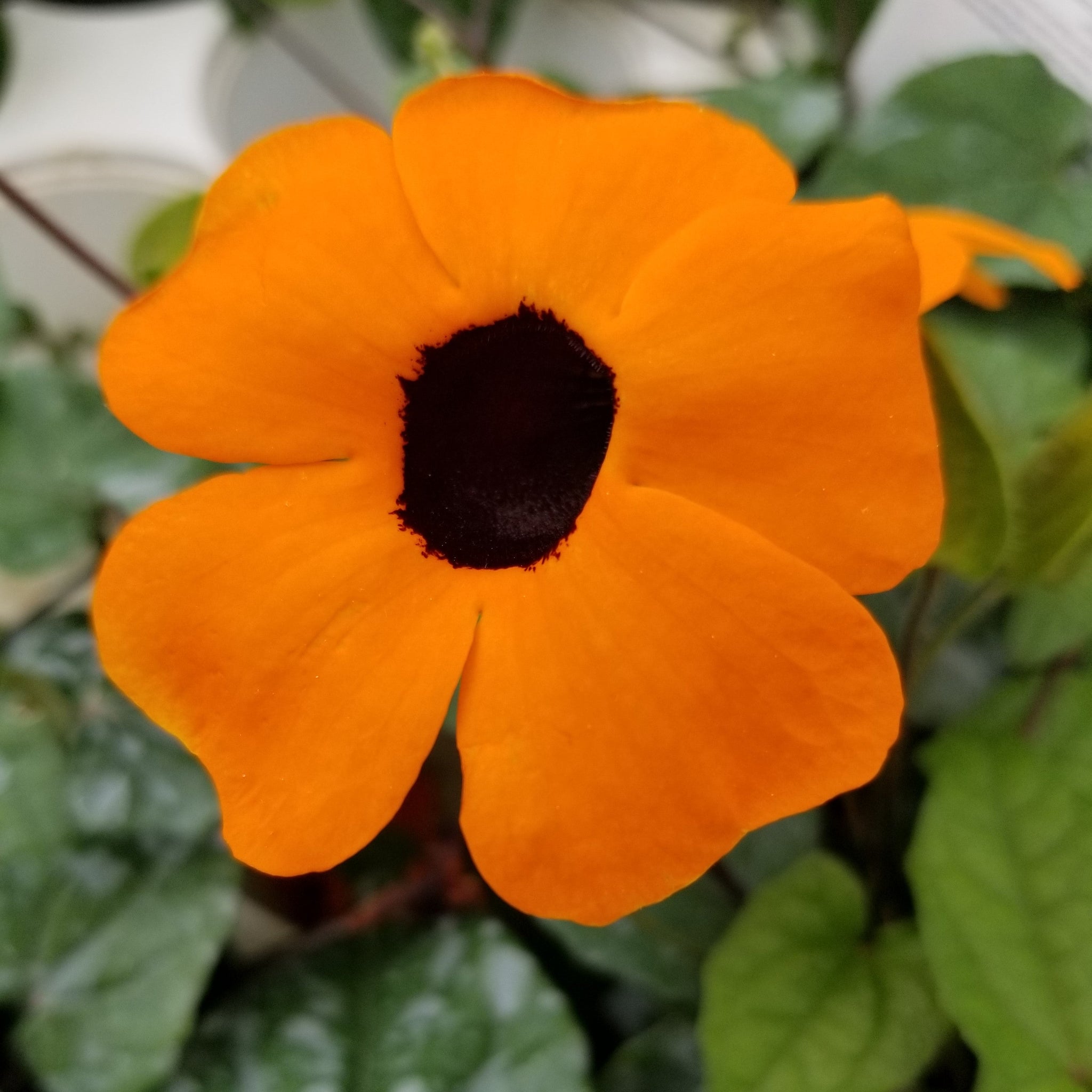 4" Annual - Black-eyed Susan Vine