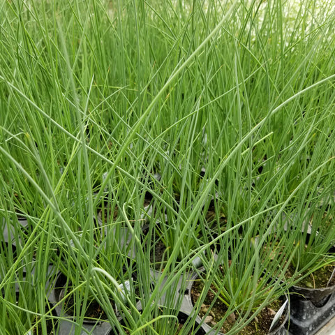 4" Annual - Blue Arrow Juncus Grass