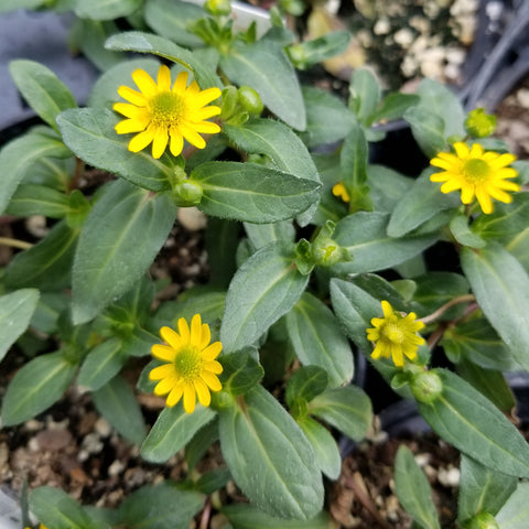 4" Annual - Creeping Zinnia (Sanvitalia)