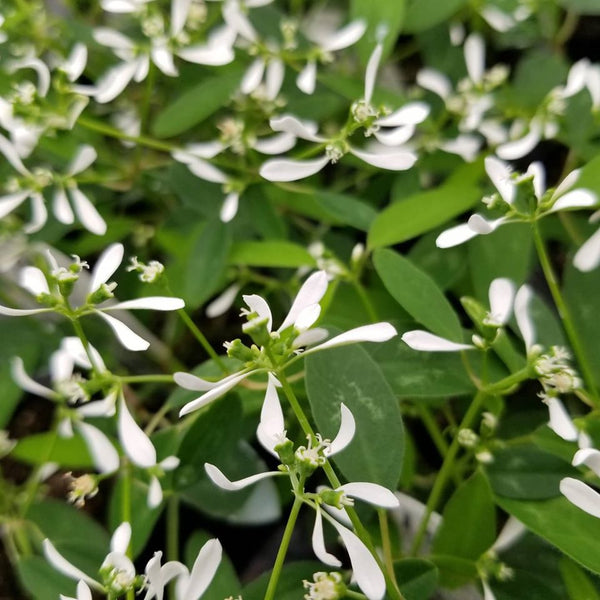 4" Annual - Euphorbia (Diamond Frost)