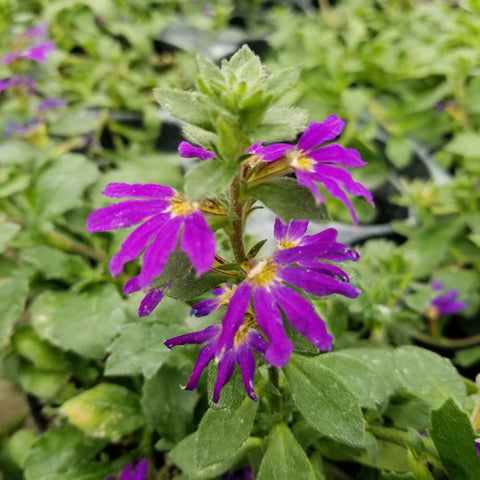 4" Annual - Fanflower