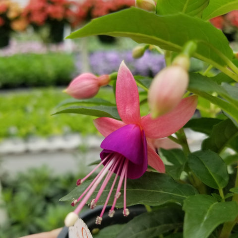 10" Fuchsia Hanging Basket