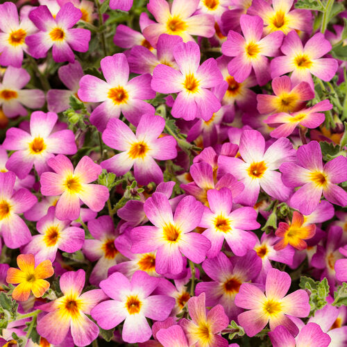 4" Annual - Jamesbrittenia