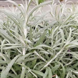4" Annual - Helichrysum (Licorice)