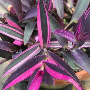 4" Annual - Purple Queen (Tradescantia)
