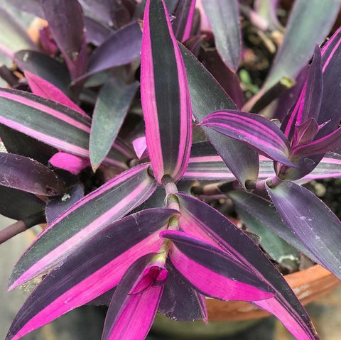 4" Annual - Purple Queen (Tradescantia)