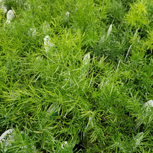 3" Annual - Asparagus Fern/Sprengeri