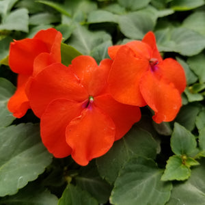 3" Annual - Impatiens