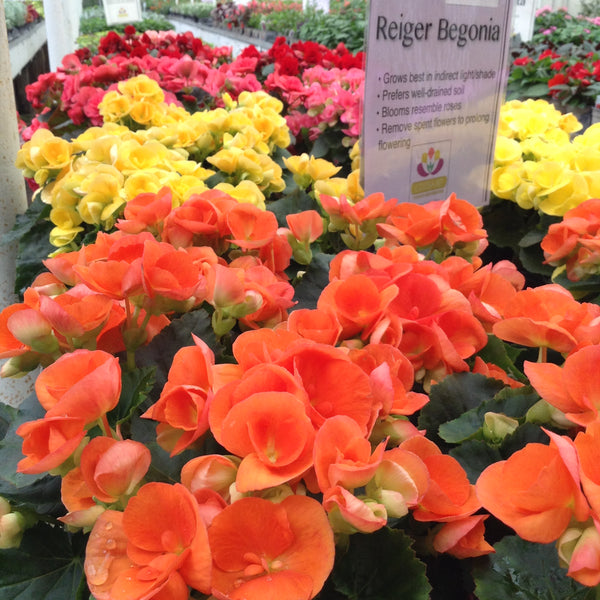 4" Annual - Reiger Begonia