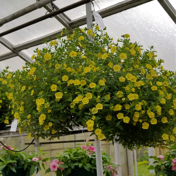 10" Calibrachoa Hanging Basket