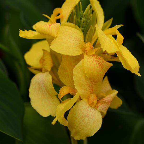 6" Canna