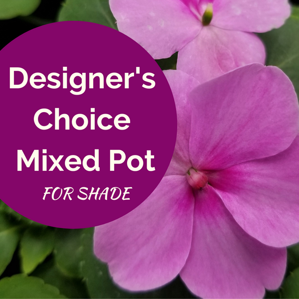 14" Designer's Choice Mixed Pot
