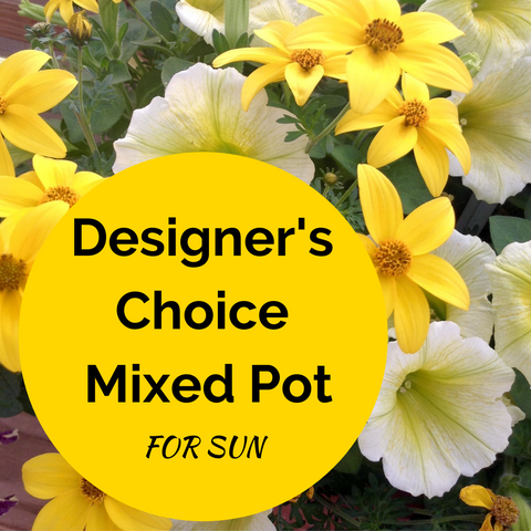 14" Designer's Choice Mixed Pot