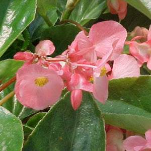 12" Dragonwing Begonia Hanging Basket